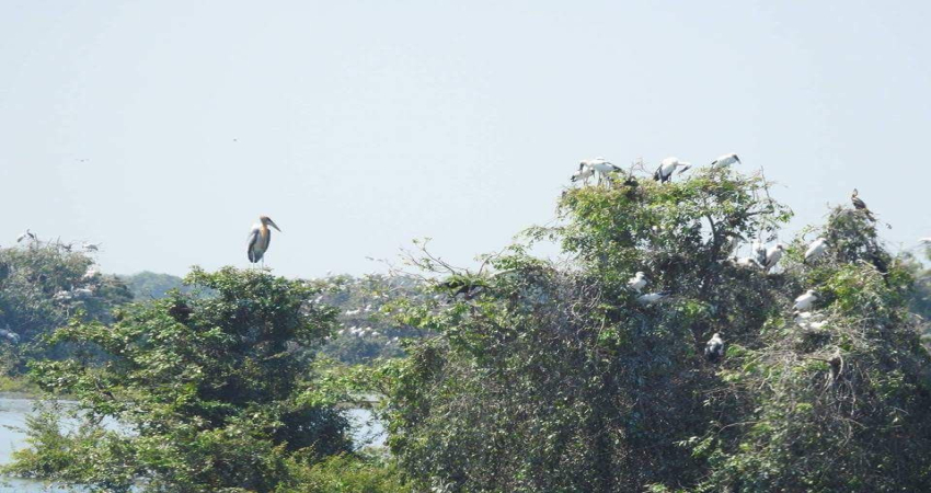 Boeung Pearaing Birds Watching Tours