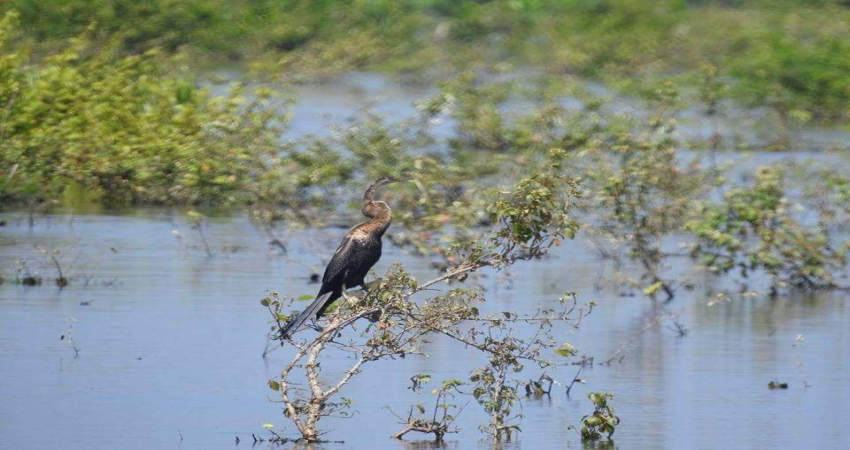 Discover the Prek Toal Birds Sanctuary