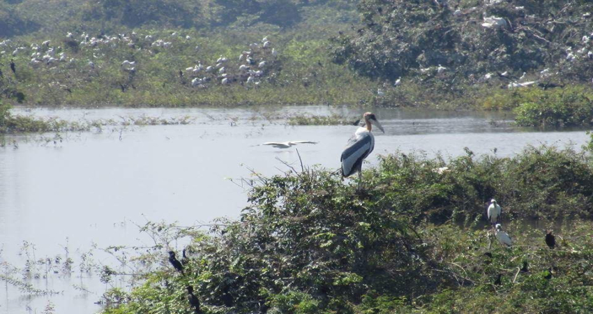 Discover the Prek Toal Birds Sanctuary