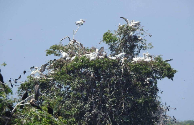 Discover the Prek Toal Birds Sanctuary